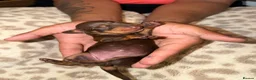 Dachshund dogs for sale: Dachshund Puppies – 2 Reserved, Family Raised - Advert 4