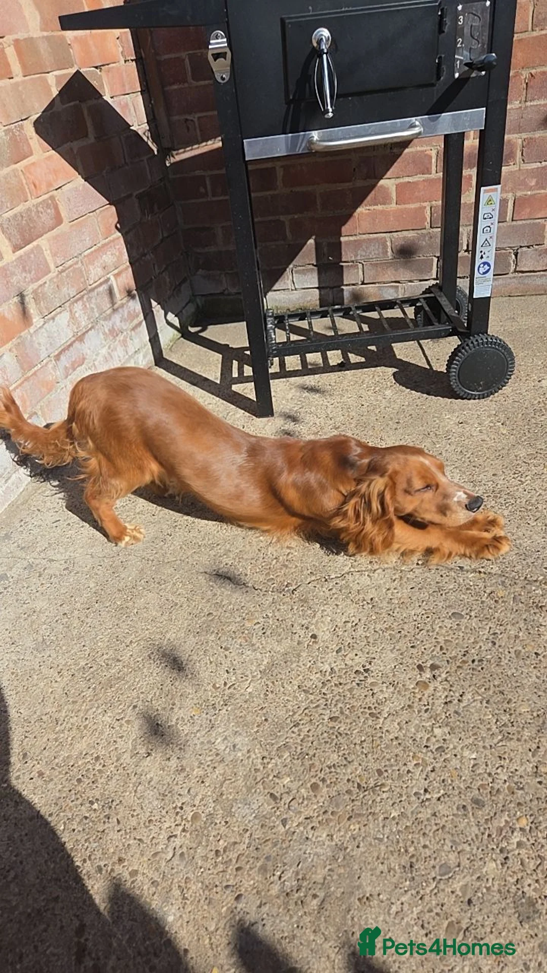 Cocker Spaniel dogs for sale: Male cocker spaniel - Advert 2