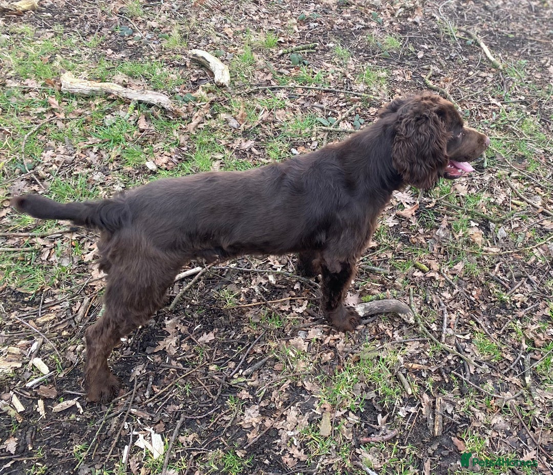 Cocker Spaniel dogs for stud: Beautiful chocolate WCS - Image 3