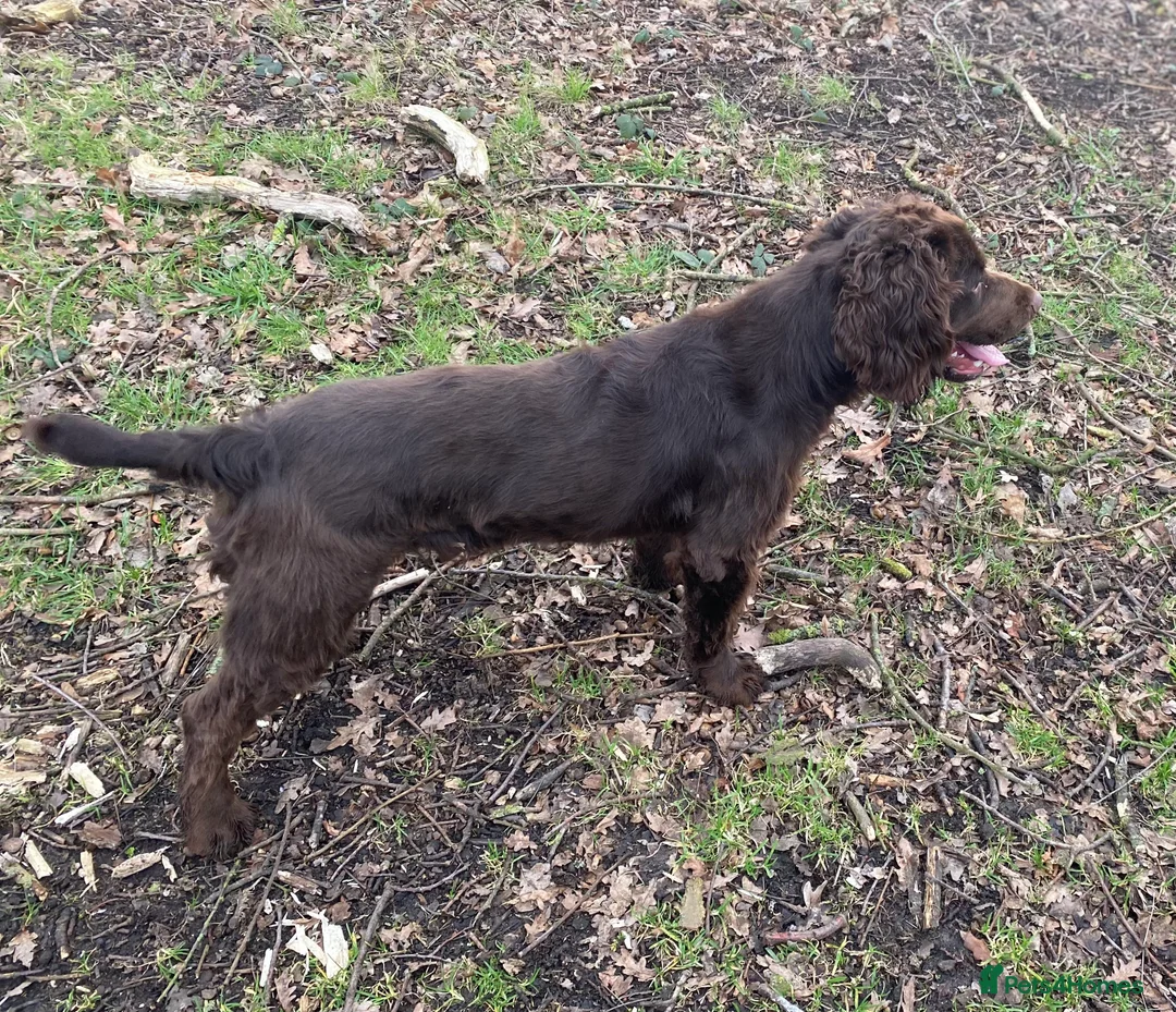 Cocker Spaniel dogs for stud: Beautiful chocolate WCS - Advert 3