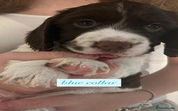 Sprocker dogs for sale: Sprocker puppies. Ready to leave 10th October.  - Image 15
