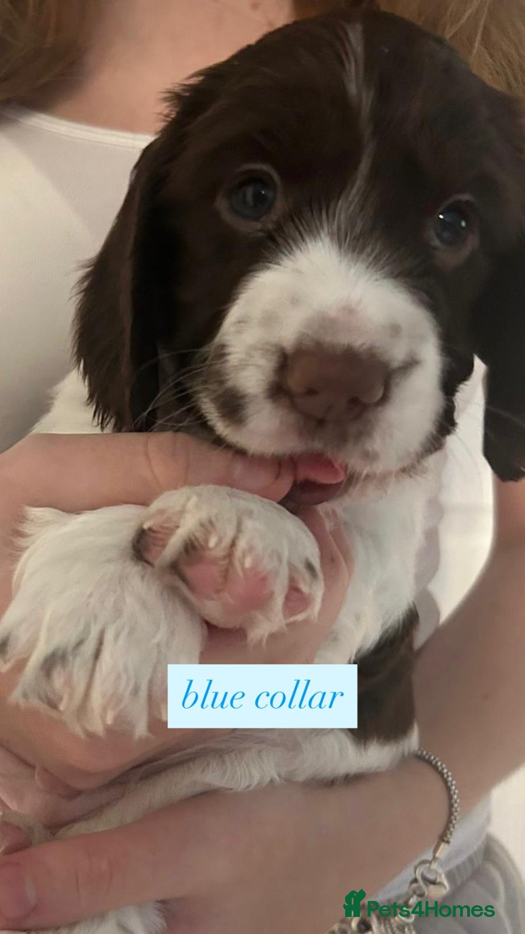 Sprocker dogs for sale: Sprocker puppies. Ready to leave 10th October.  - Image 15