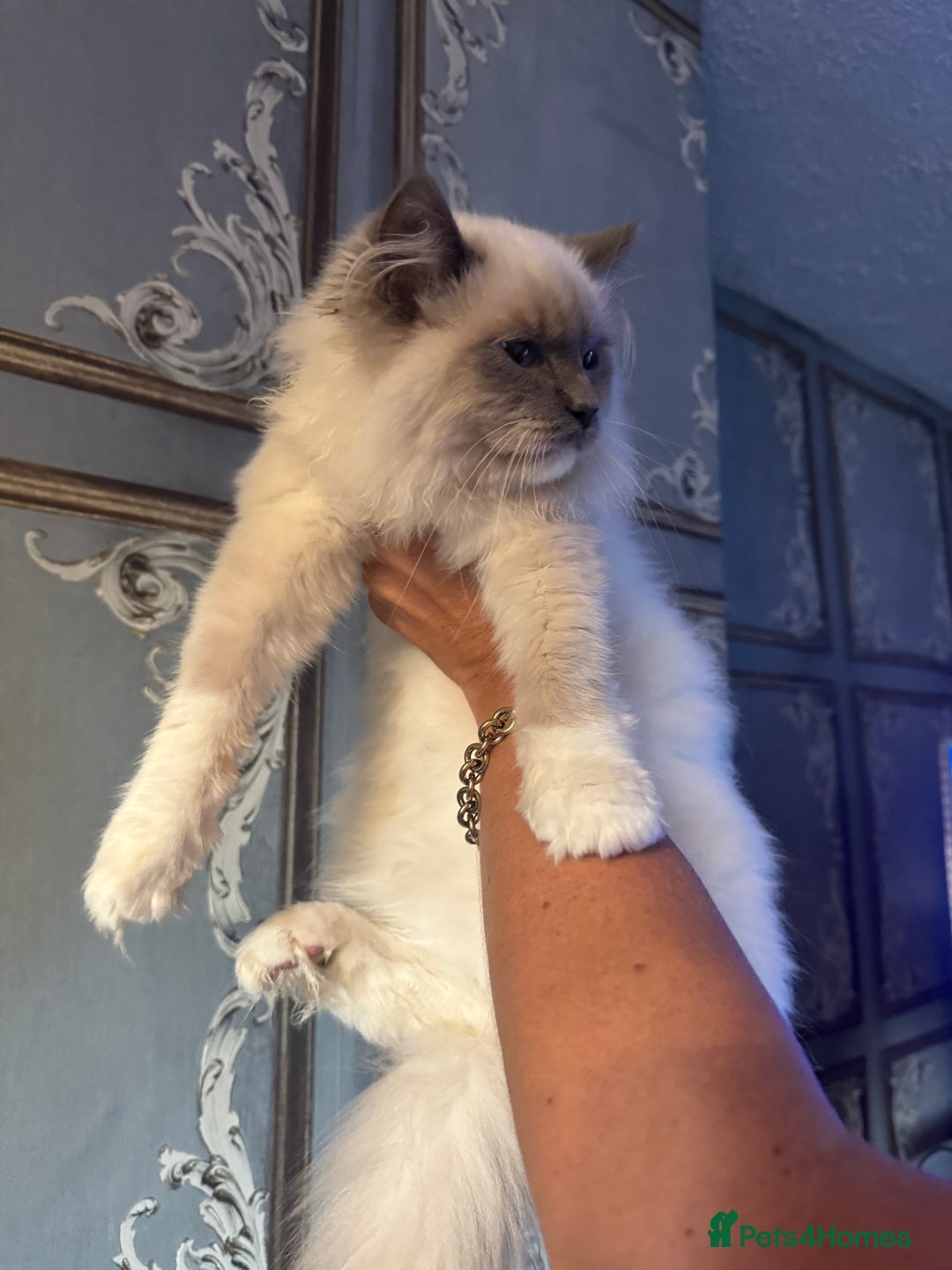Ragdoll cats for sale: Ragdoll and Bengal  - Image 6