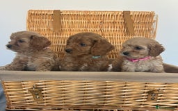 Cavapoo dogs for sale: Stunning, F1 Cavapoo fully health tested parents  - Image 4