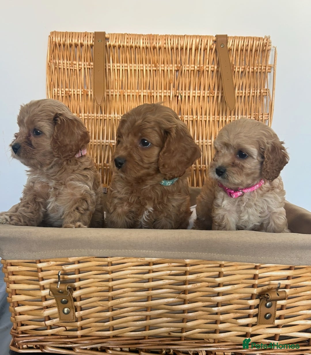 Cavapoo dogs for sale: Stunning, F1 Cavapoo fully health tested parents  - Image 4