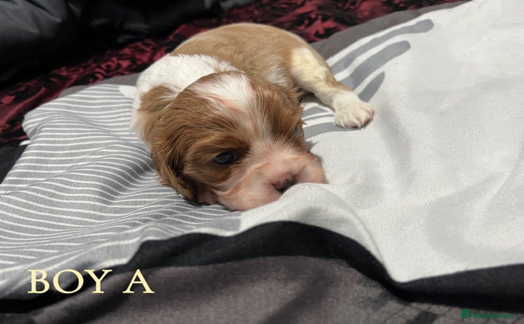 Cavalier King Charles Spaniel dogs - Advert 8
