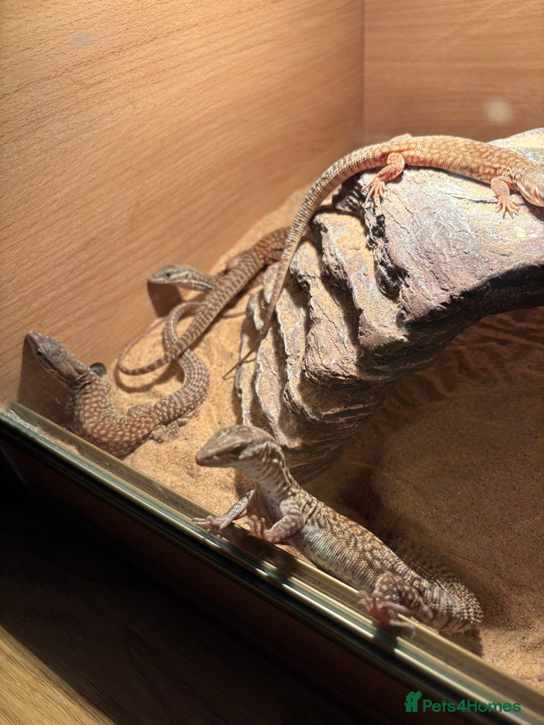 Monitor reptiles for sale: Baby yellow Ackie monitors  - Advert 4