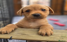 Labrador Retriever dogs for sale: 1 BOY LEFT!! Fox Red Labrador - Working Lines - Image 6