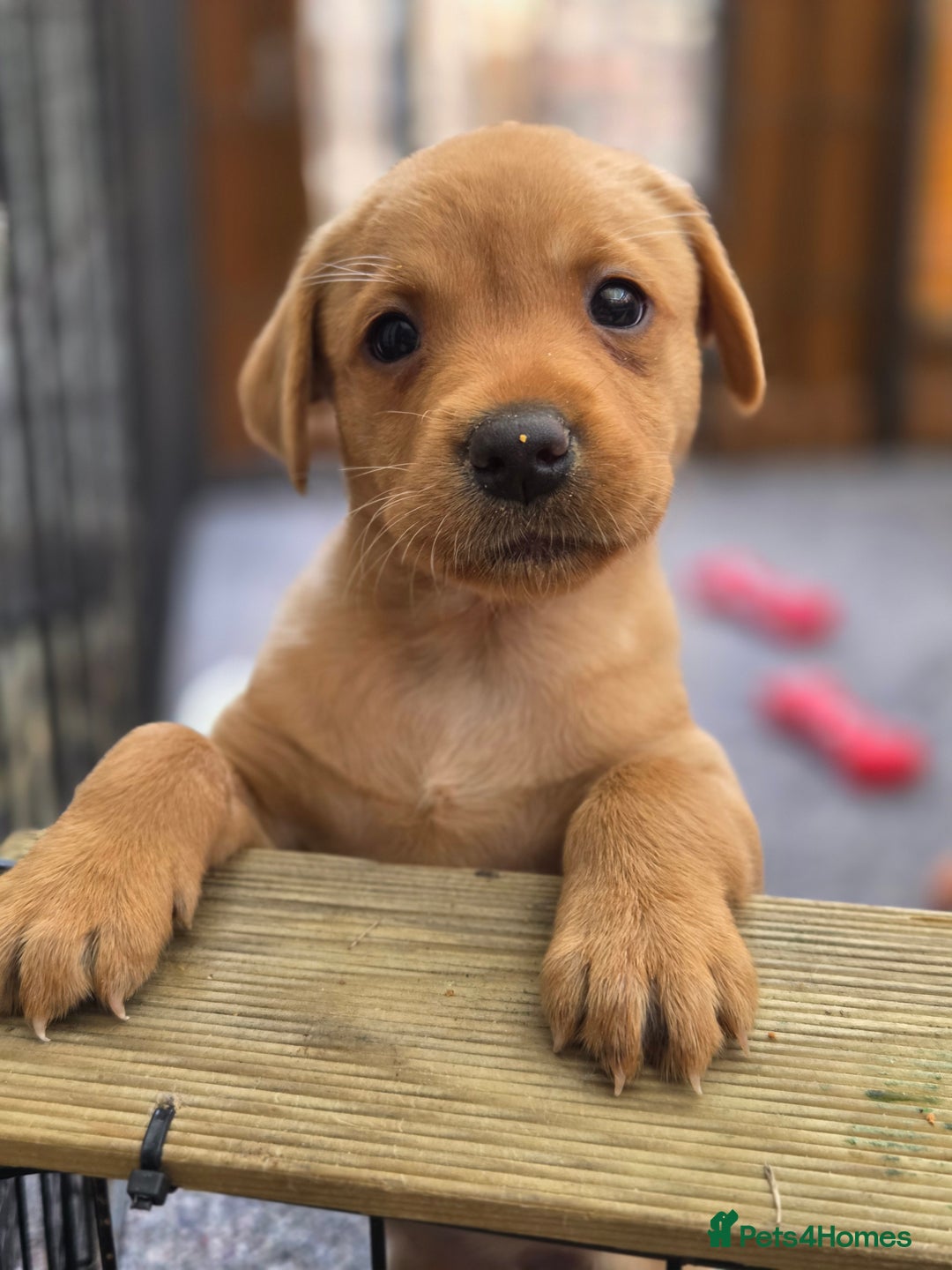 Labrador Retriever dogs for sale: 1 BOY LEFT!! Fox Red Labrador - Working Lines - Image 6