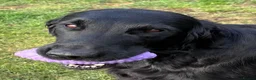 Flat coated Retriever dogs for sale: Flat Coated Retriever Puppies   - Advert 5