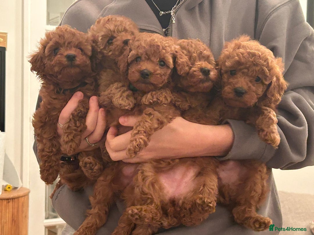 Toy Poodle dogs for sale: Beautiful KC Reg Toy Poodle (Health Tested) - Advert 10