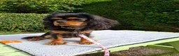 Cavalier King Charles Spaniel dogs for sale: Beautiful Black/Tan Cavalier Girl - Advert 8