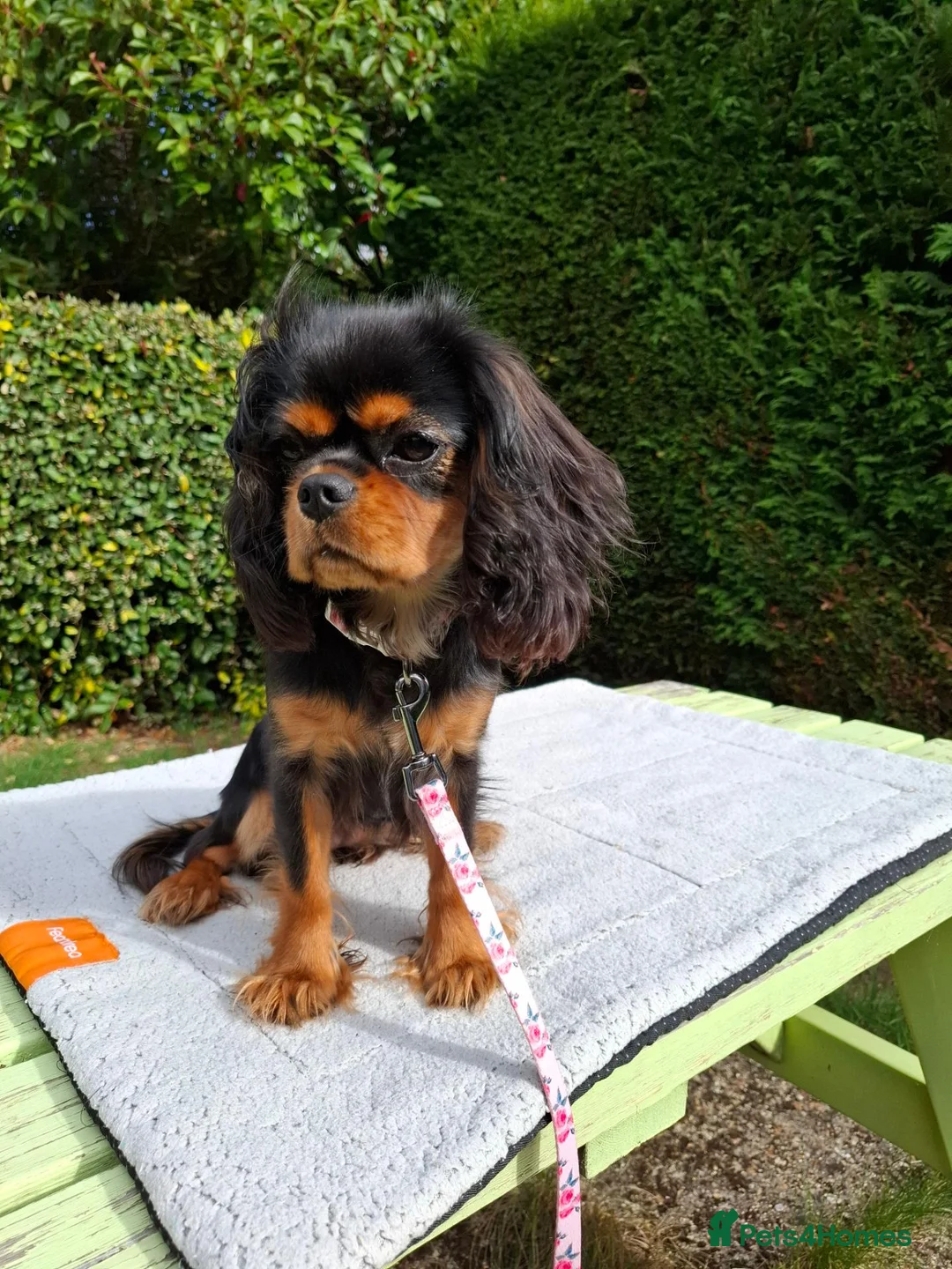 Cavalier King Charles Spaniel dogs for sale: Beautiful Black/Tan Cavalier Girl - Advert 8