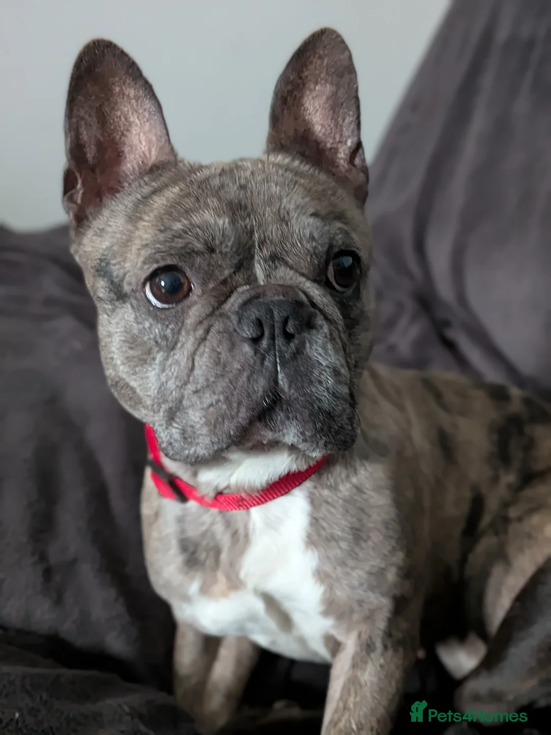 French Bulldog dogs for sale: Merle French bulldog  - Advert 1
