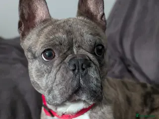 French Bulldog dogs Merle French bulldog - Advert 1
