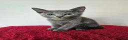 Russian Blue cats for sale: Russian Blue Kittens • TICA Lines - Advert 32