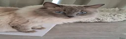 Ragdoll cats for sale: Stunning Ragdoll kittens  - Advert 13