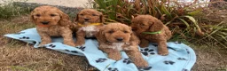 Cockapoo dogs for sale: Cockapoo puppies  - Advert 2