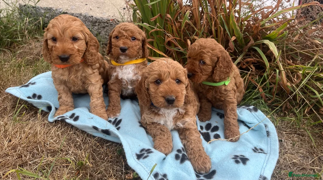 Cockapoo dogs for sale: Cockapoo puppies  - Advert 2