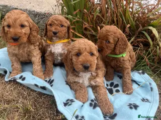 Cockapoo dogs Cockapoo puppies - Advert 10