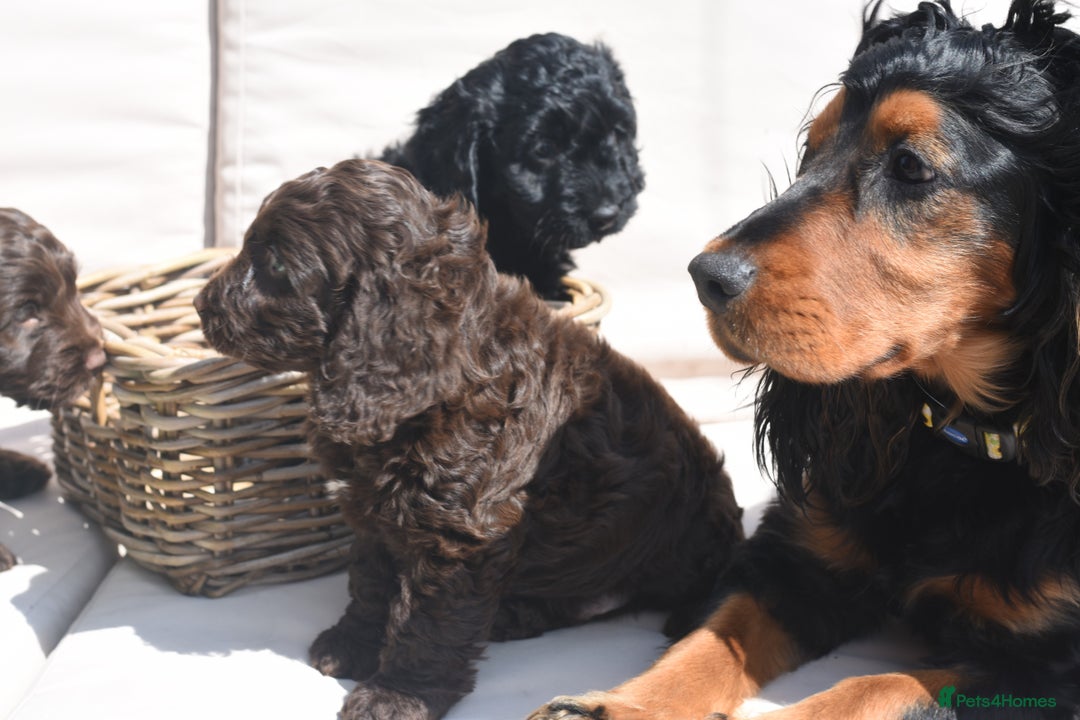 Cockapoo dogs for sale: Adorable Cockapoo Puppies – Ready This Friday 18th - Image 5
