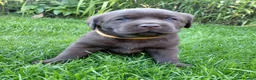 Labrador Retriever dogs for sale: Chocolate Labradors Puppies,Health Tested Parents  - Advert 9