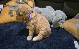 Cockapoo dogs for sale: Adorable cockapoo  - Image 17