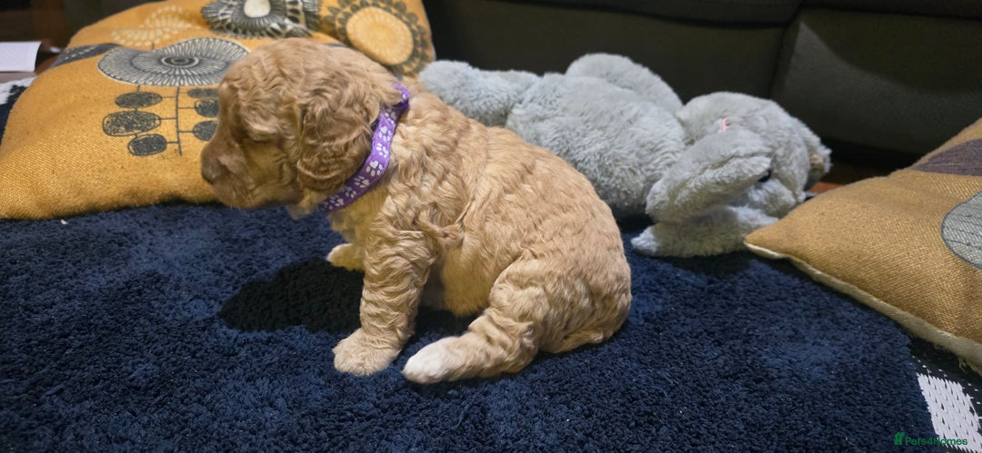 Cockapoo dogs for sale: Adorable cockapoo  - Image 17