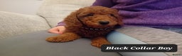 Goldendoodle dogs for sale: Goldendoodle puppies - Advert 5