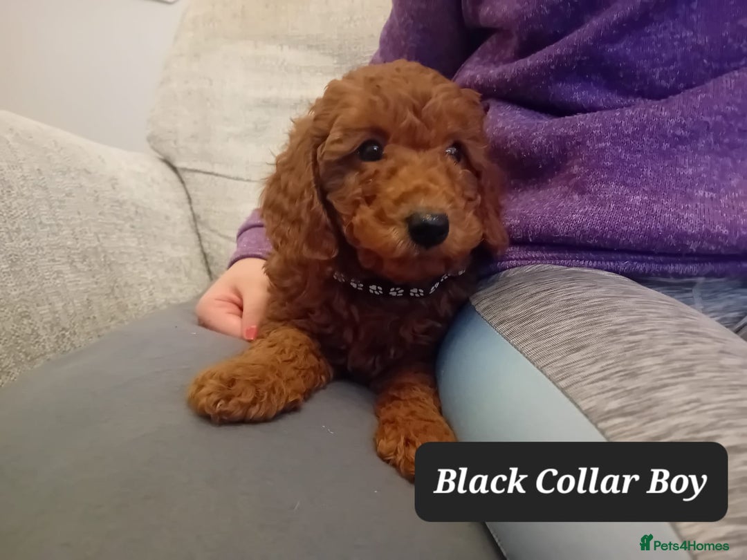Goldendoodle dogs for sale: Goldendoodle puppies - Advert 5