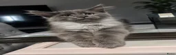 Maine Coon cats for sale: Exceptional Maine coon 3 left price dropped  - Advert 3