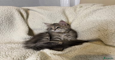 Mixed Breed cats - Advert 14