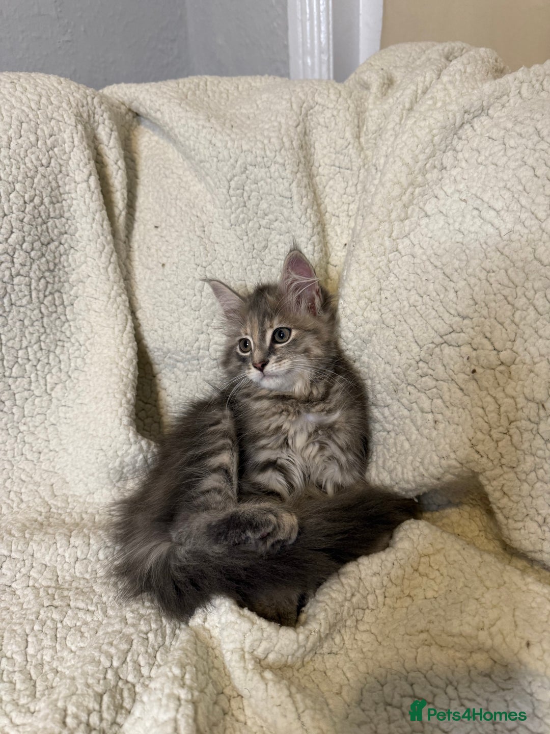 Mixed Breed cats for sale: Stunning Maine Coon x Norwegian Forest Kittens  - Image 2