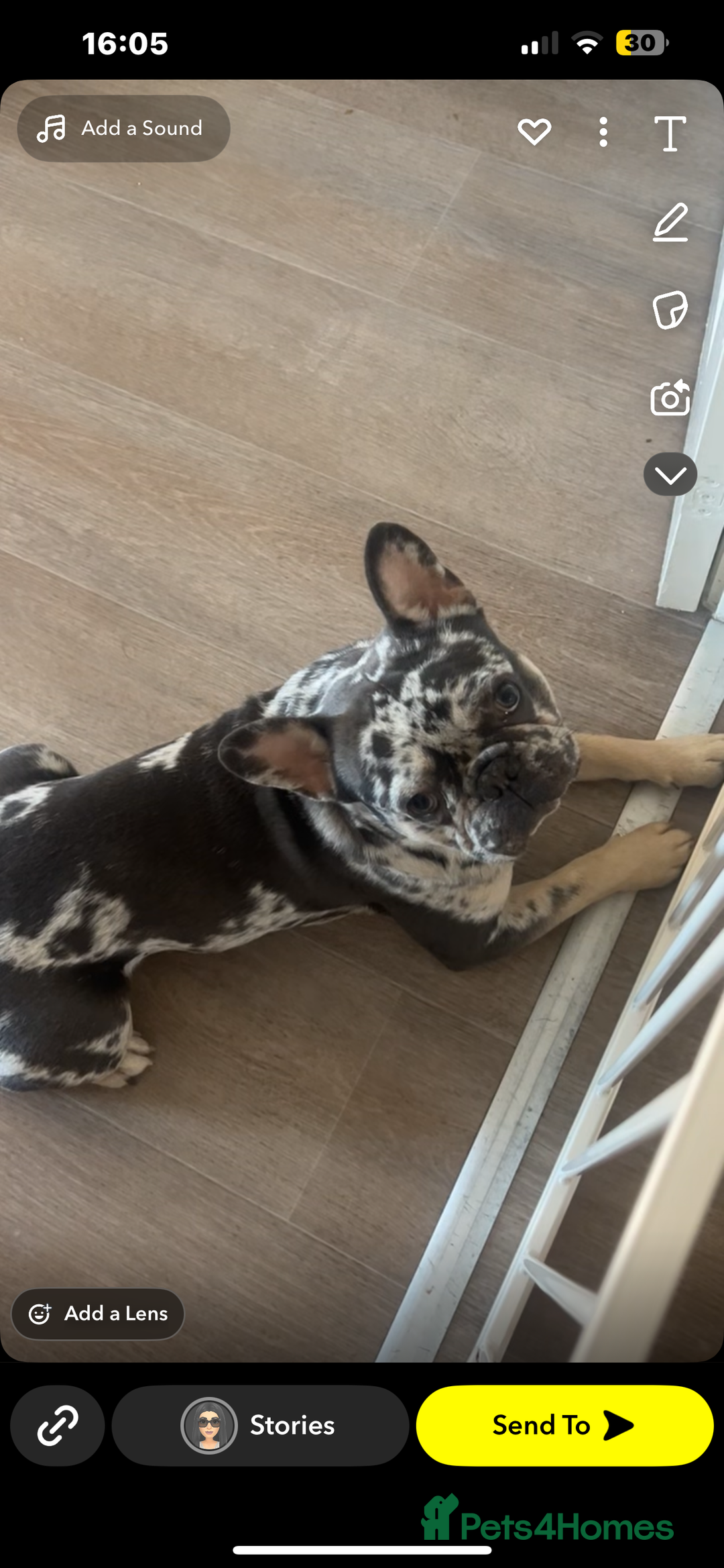 French Bulldog dogs for sale: 1 year old frenchie for sale  - Image 3