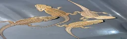 Bearded Dragon reptiles for sale: Bearded dragons  - Advert 9