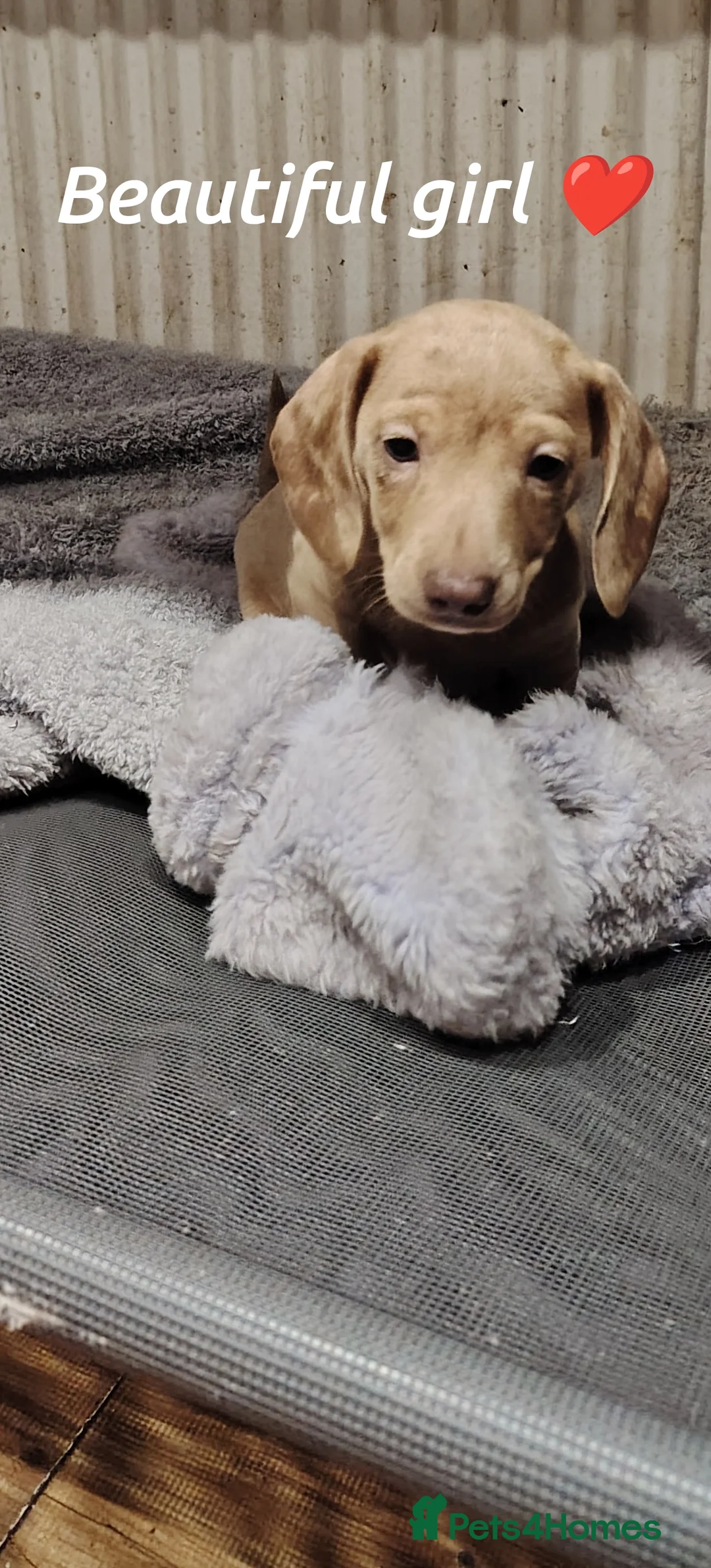 Miniature Dachshund dogs for sale: Miniature dachshund  - Advert 8