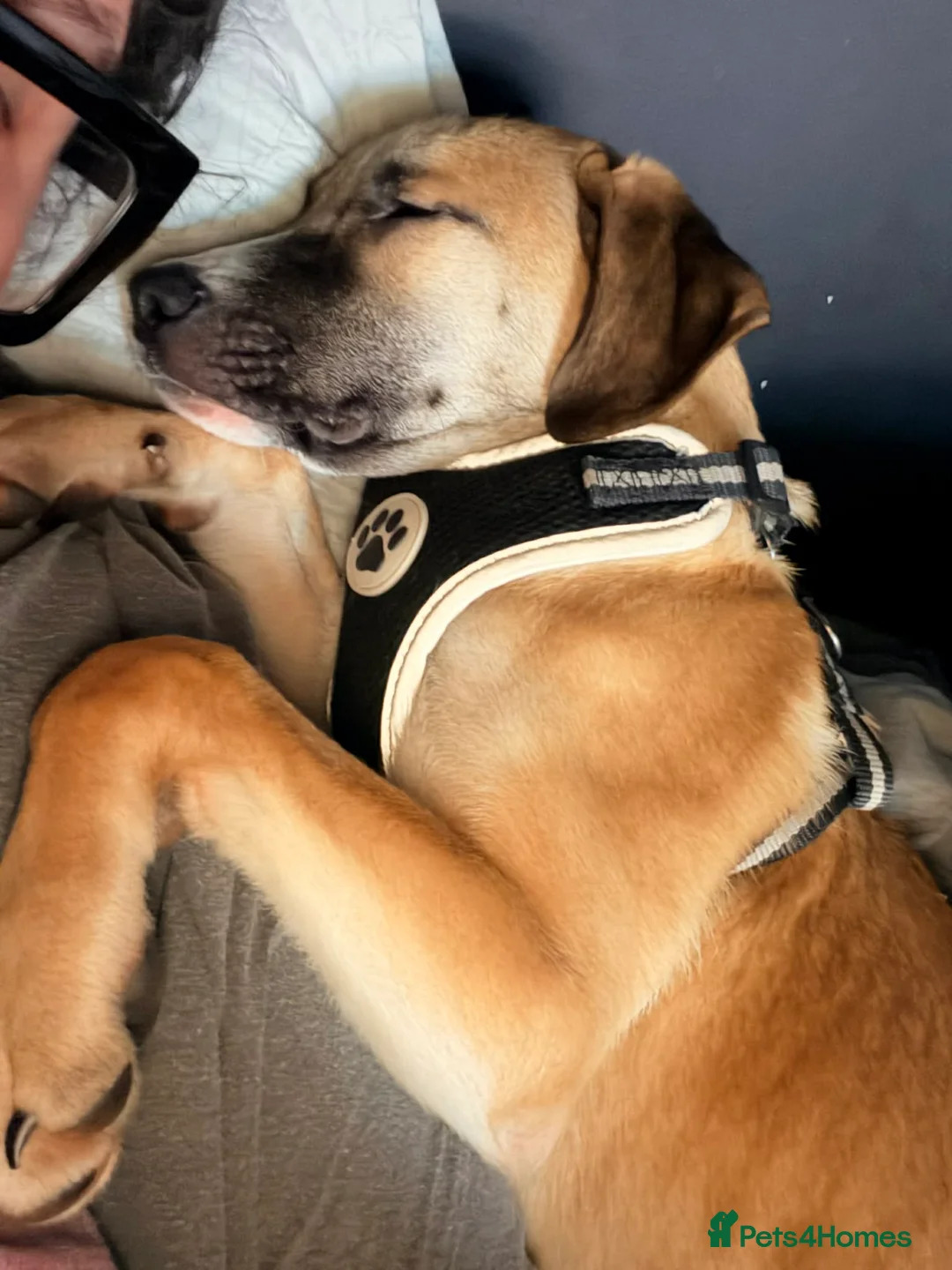 Mixed Breed dogs for adoption: 💕Hector💕 - Advert 5