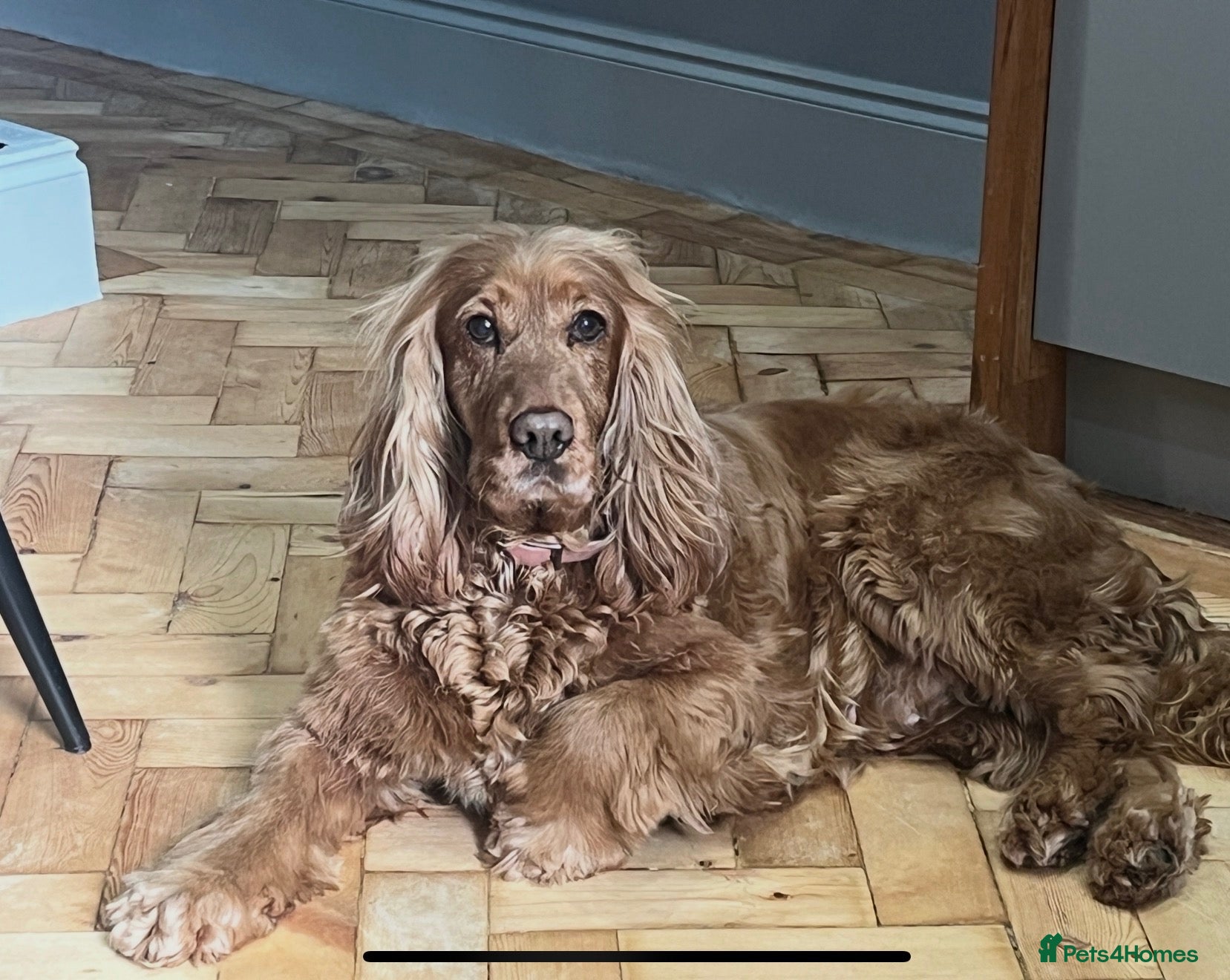 Cocker Spaniel dogs for sale: Cock spaniel needing a new home - Advert 1