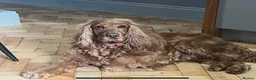 Cocker Spaniel dogs for sale: Cocker spaniel needing a new home - Advert 1