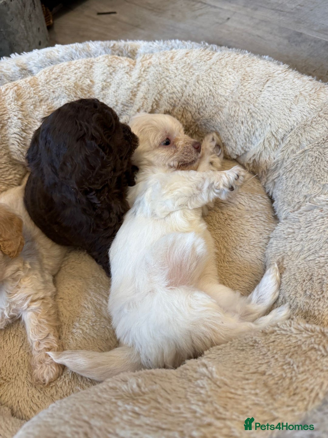 Shihpoo dogs for sale: ✨ Beautiful Shihpoo Puppies ✨  - Advert 40