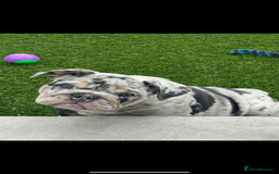 English Bulldog dogs for sale: Grey Merle male english bulldog puppy - Image 37