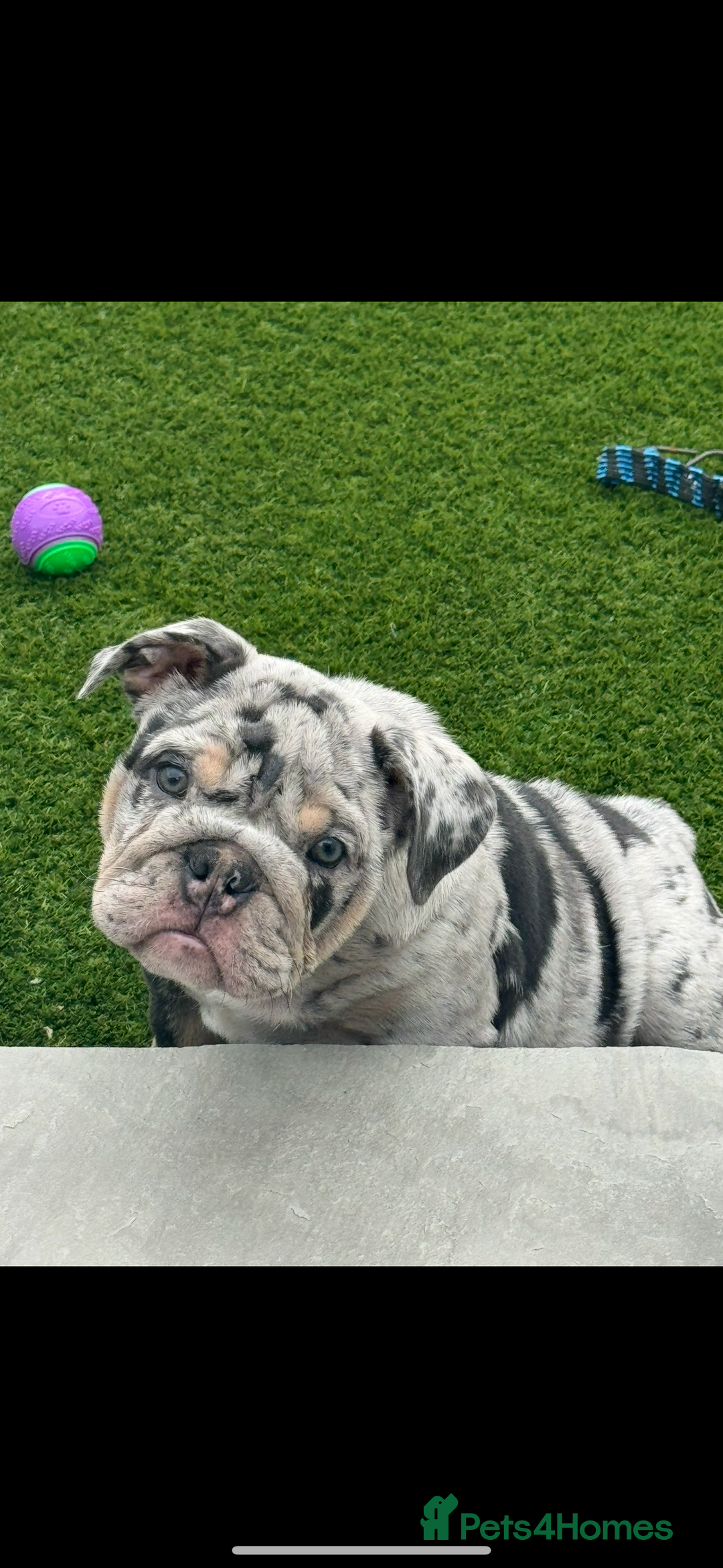 English Bulldog dogs for sale: Grey Merle male english bulldog puppy - Image 37