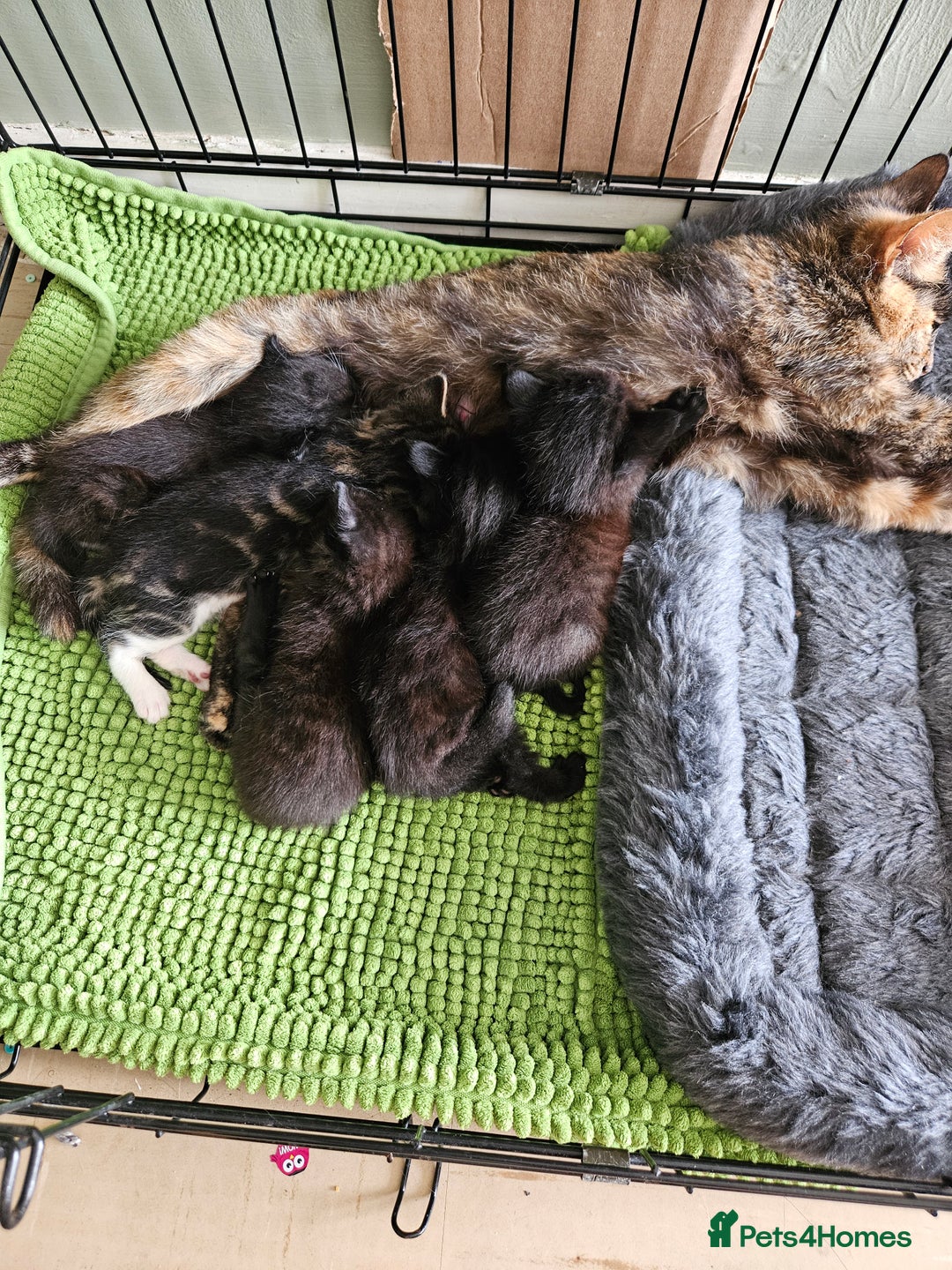 Domestic Shorthair cats for sale: 3 black kittens - Image 7