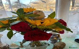 Lovebirds birds for sale: Young lovebird  - Image 8