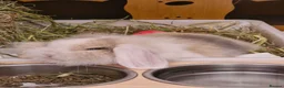 Mixed Breed rabbits for sale: Gorgeous baby bunny got  - Advert 3