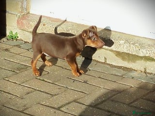 Jack Russell dogs Jack Russell MUCH WENLOCK in STEVENAGE - Advert 1