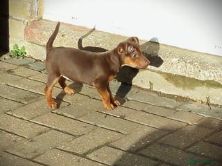 Jack Russell dogs SOLD Russell MUCH WENLOCK in STEVENAGE - Advert 10