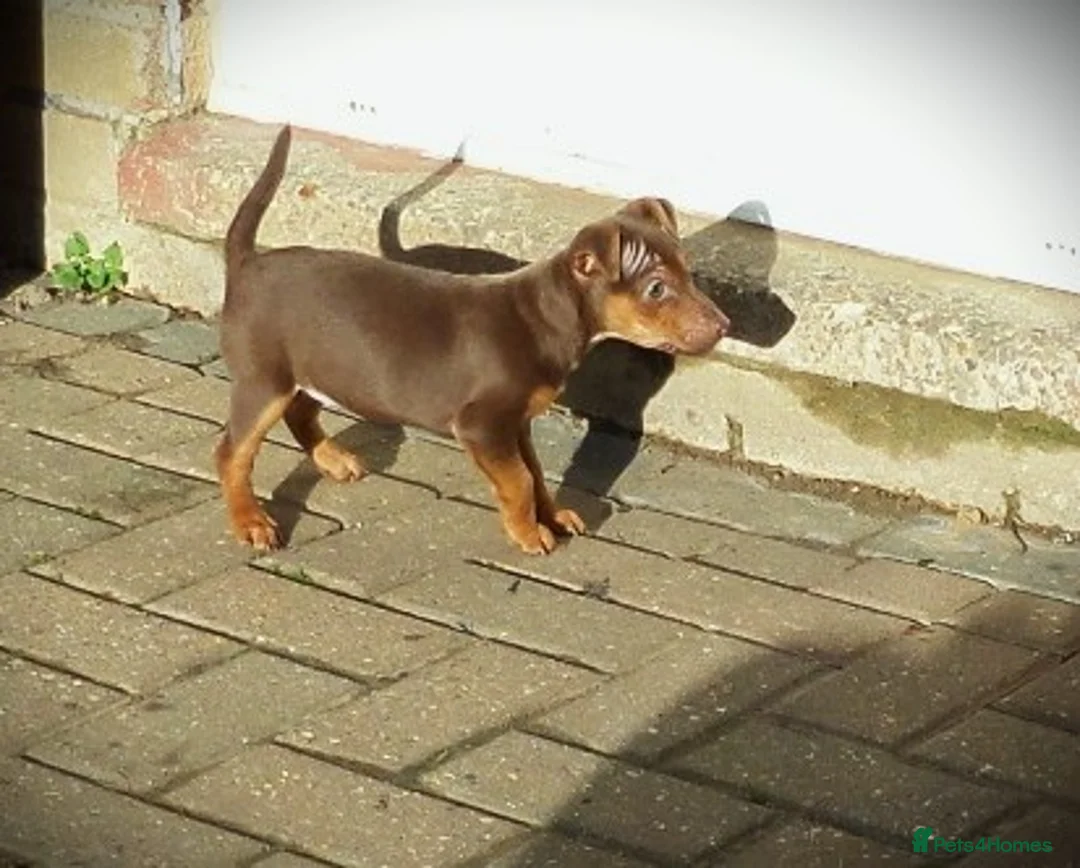 Jack Russell dogs for sale: SOLD Russell MUCH WENLOCK in STEVENAGE - Advert 1