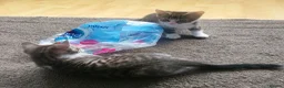 Mixed Breed cats for sale: Male kittens  - Advert 7