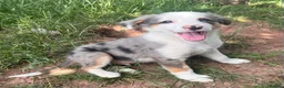 Mixed Breed dogs for sale: 4 beautiful collie pups  - Advert 10